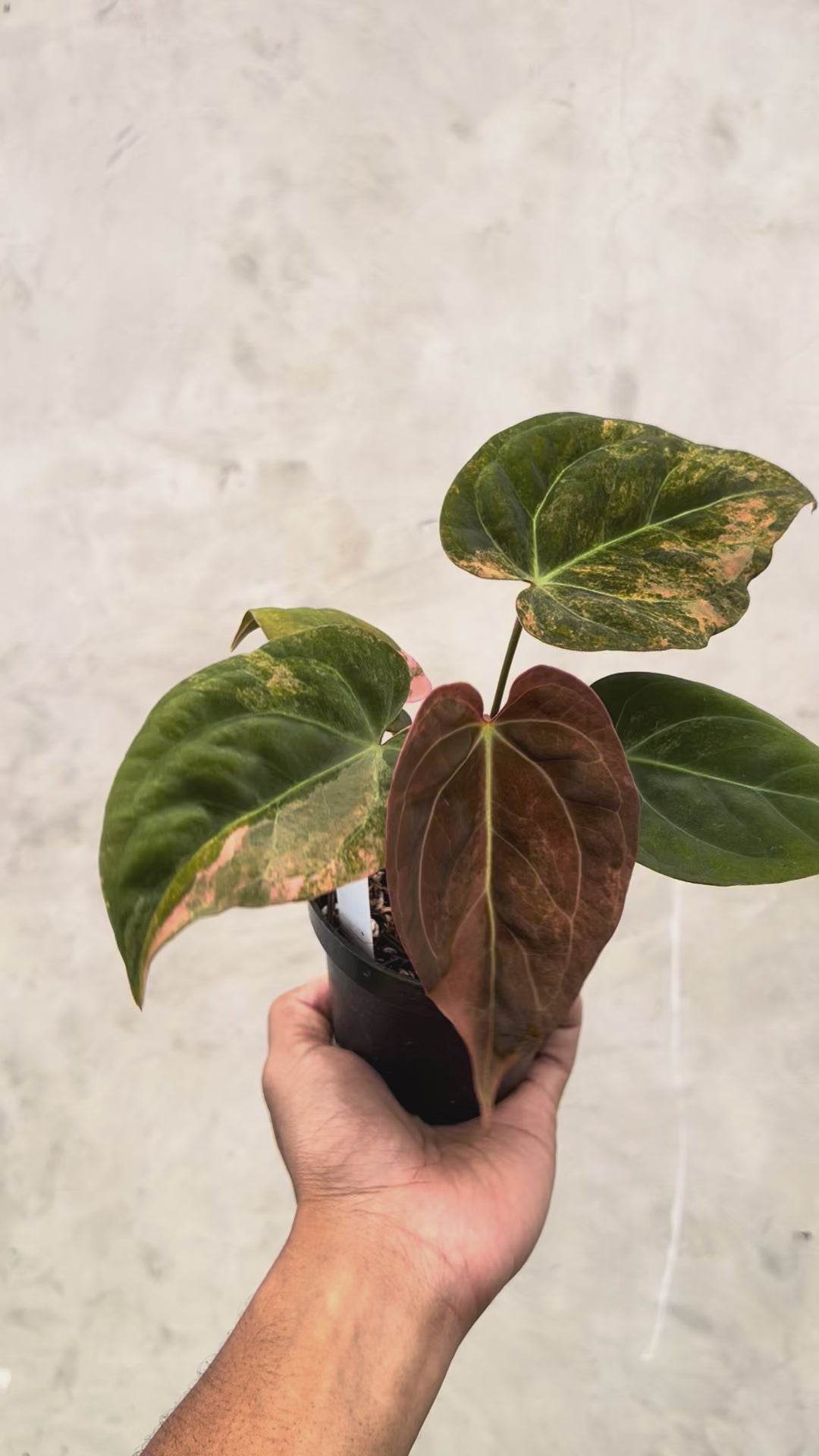 Anthurium Papillilaminum Pink x (Papillilamunum x Red Crystallinum)