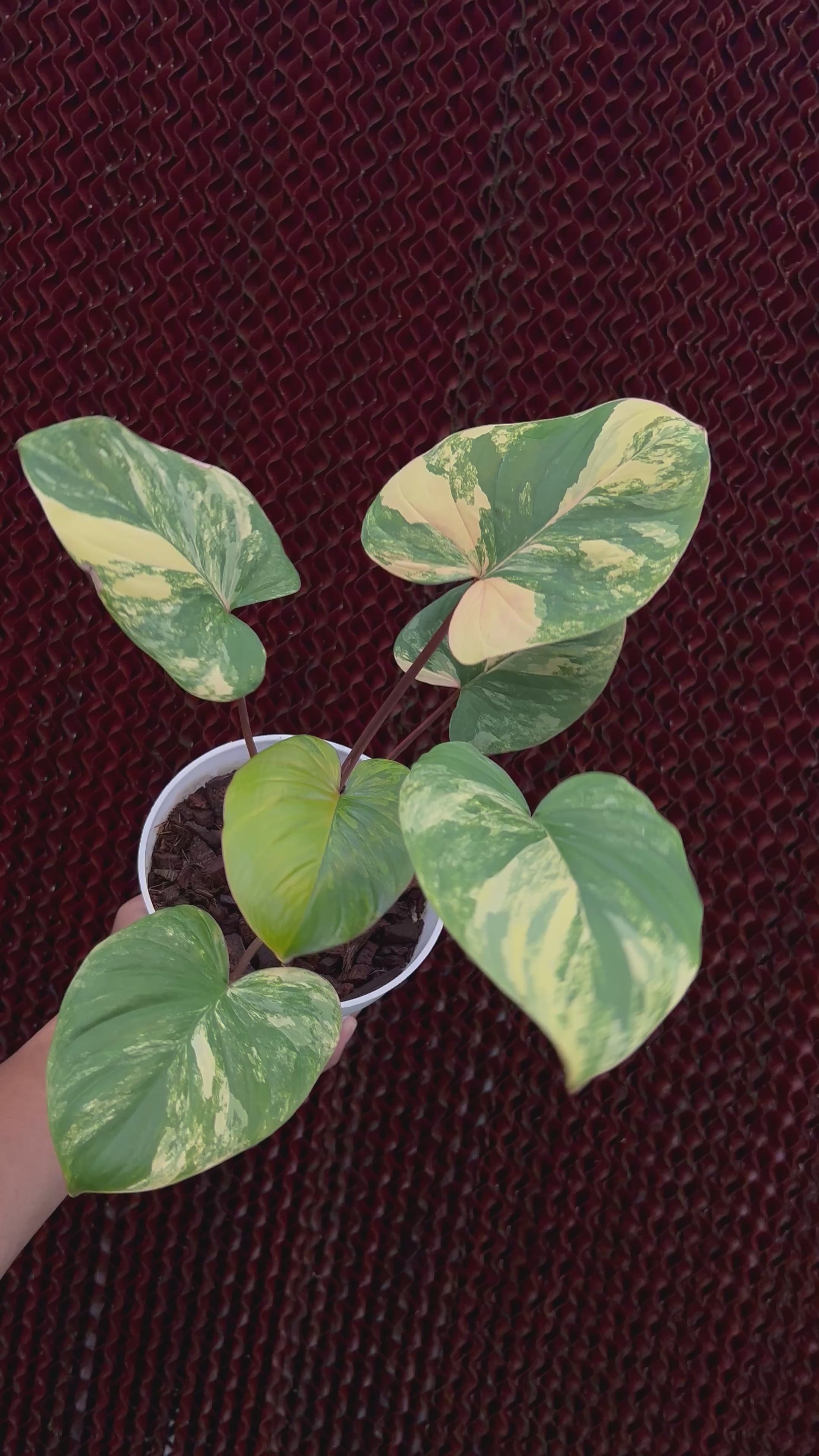 Homalomena Rubescens Variegated