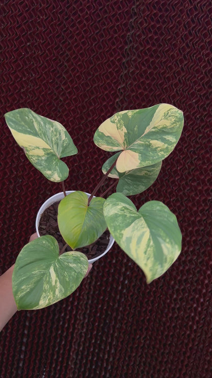 Homalomena Rubescens Variegated