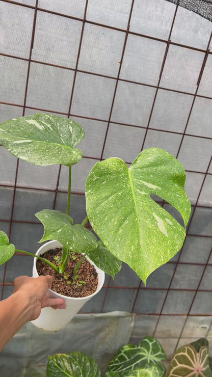 Monstera Legacy Variegated
