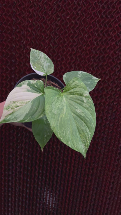 Homalomena Pendula Variegated