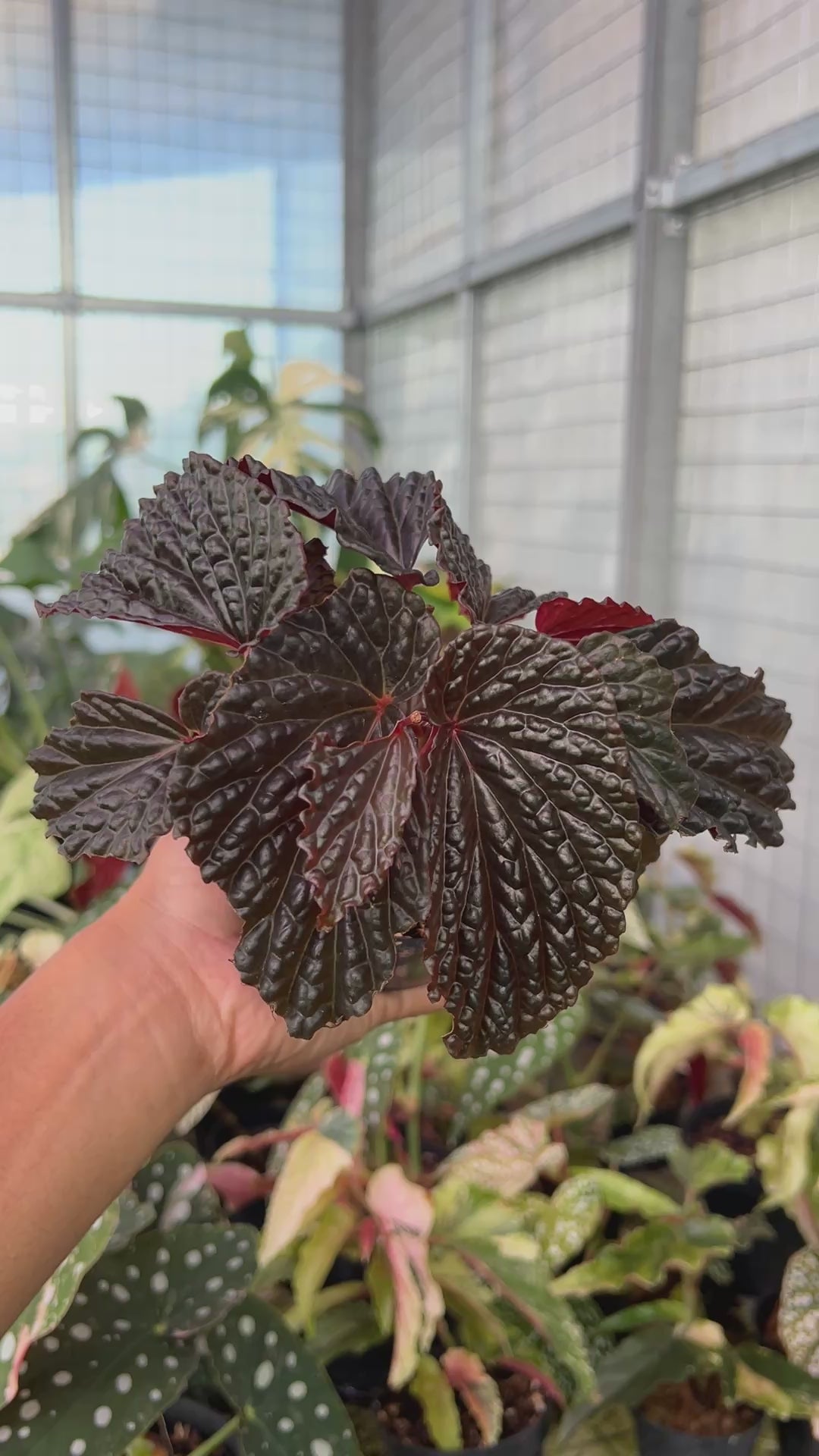 Begonia Blood Of Black Sp Papua