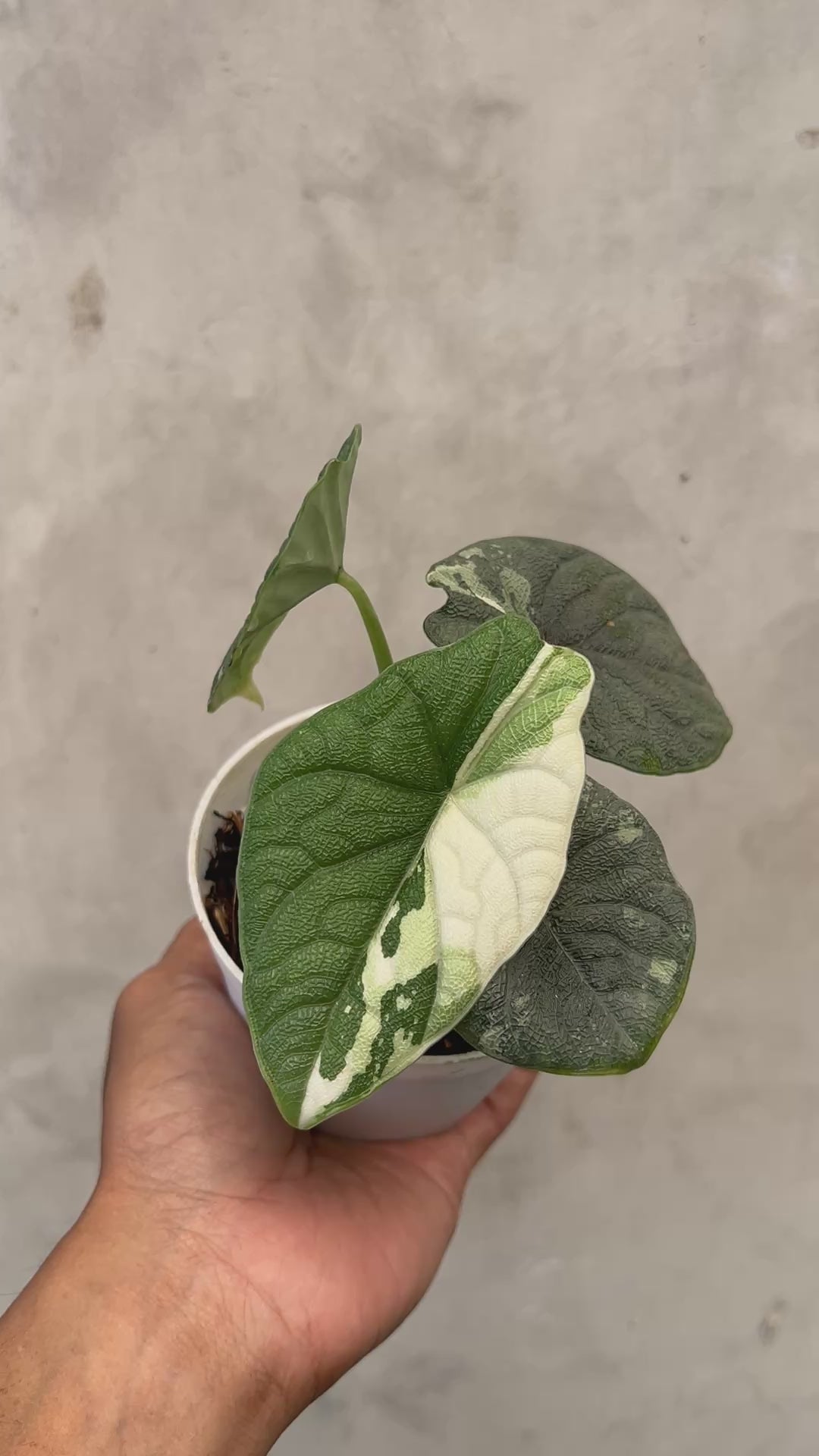 Alocasia Melo Albo Variegated
