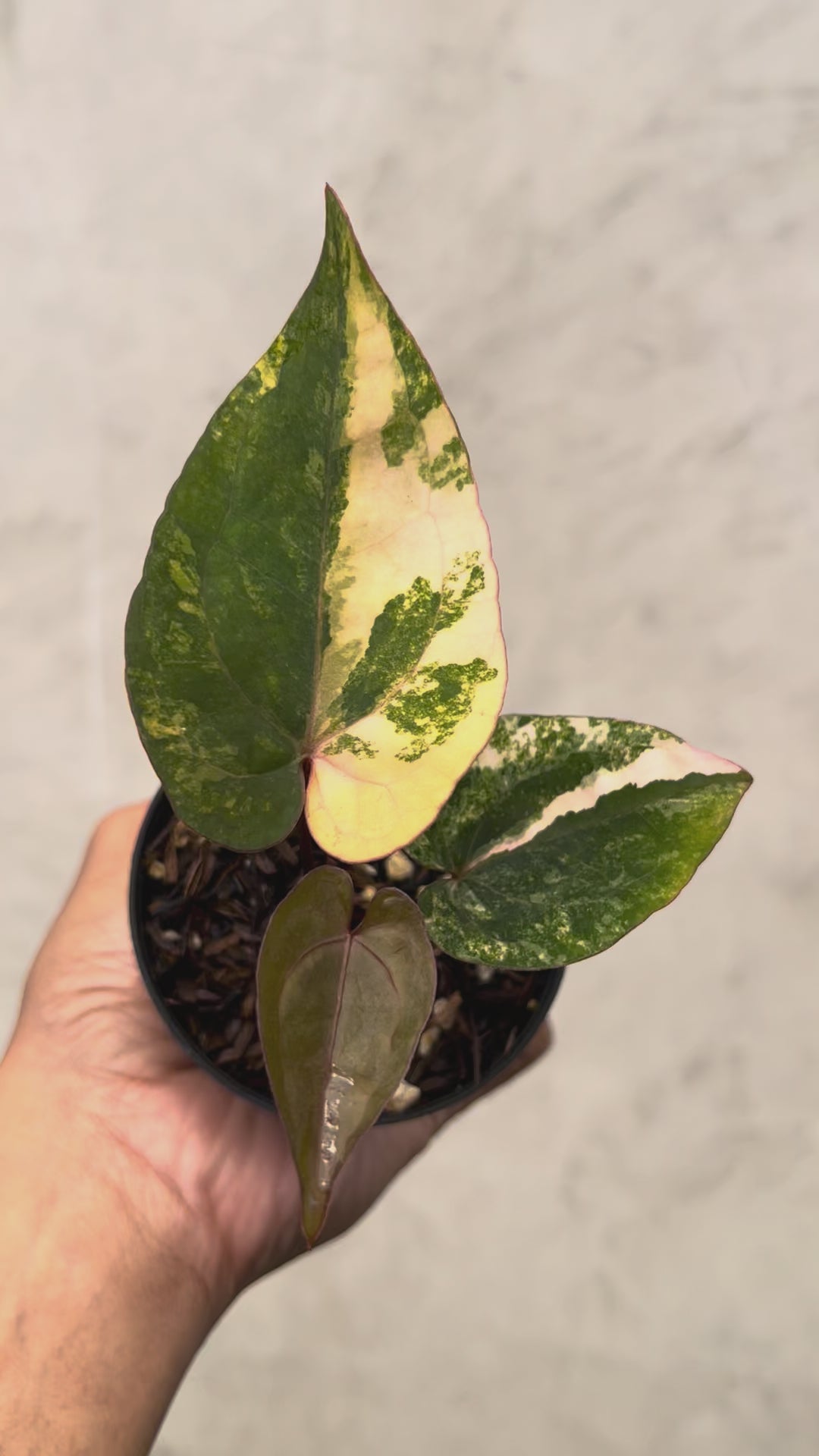 Anthurium Golden Sunrise x RVDP