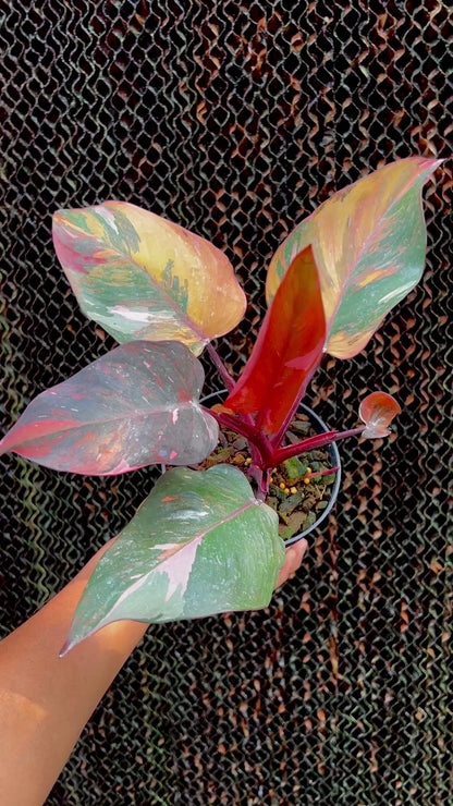 Philodendron Pink princess Tricolor Variegated