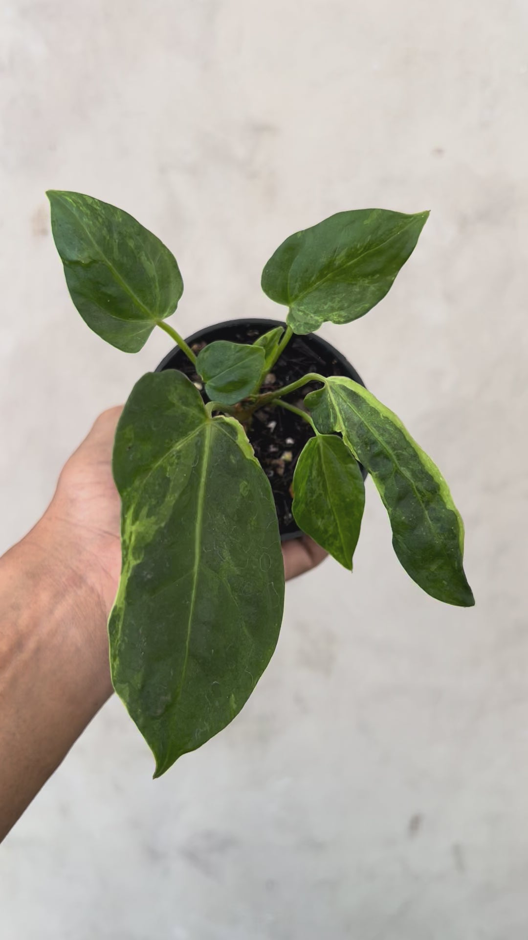 Anthurium Portillae x Forgetii Variegated