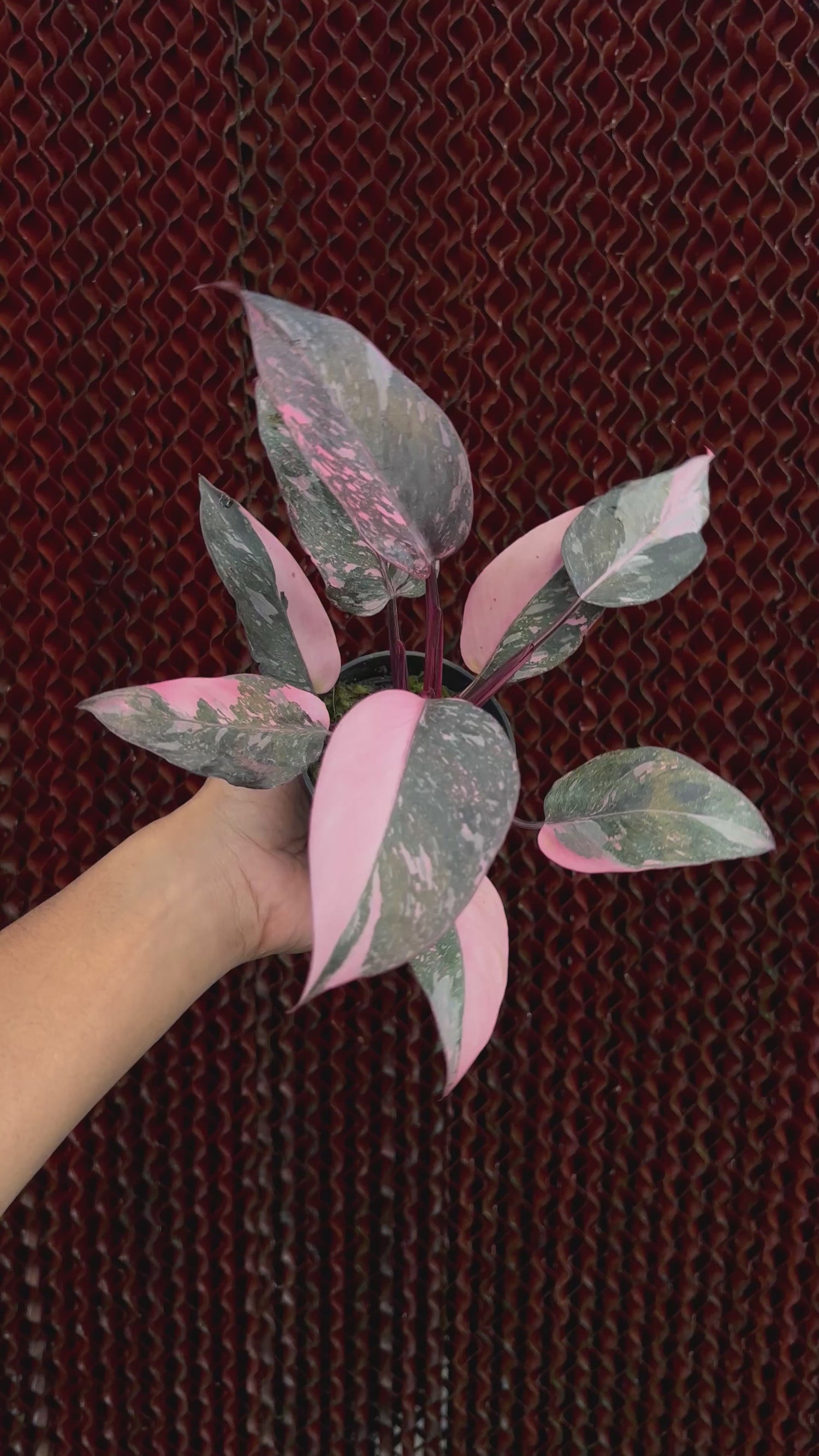 Philodendron Frozen Princess Variegated