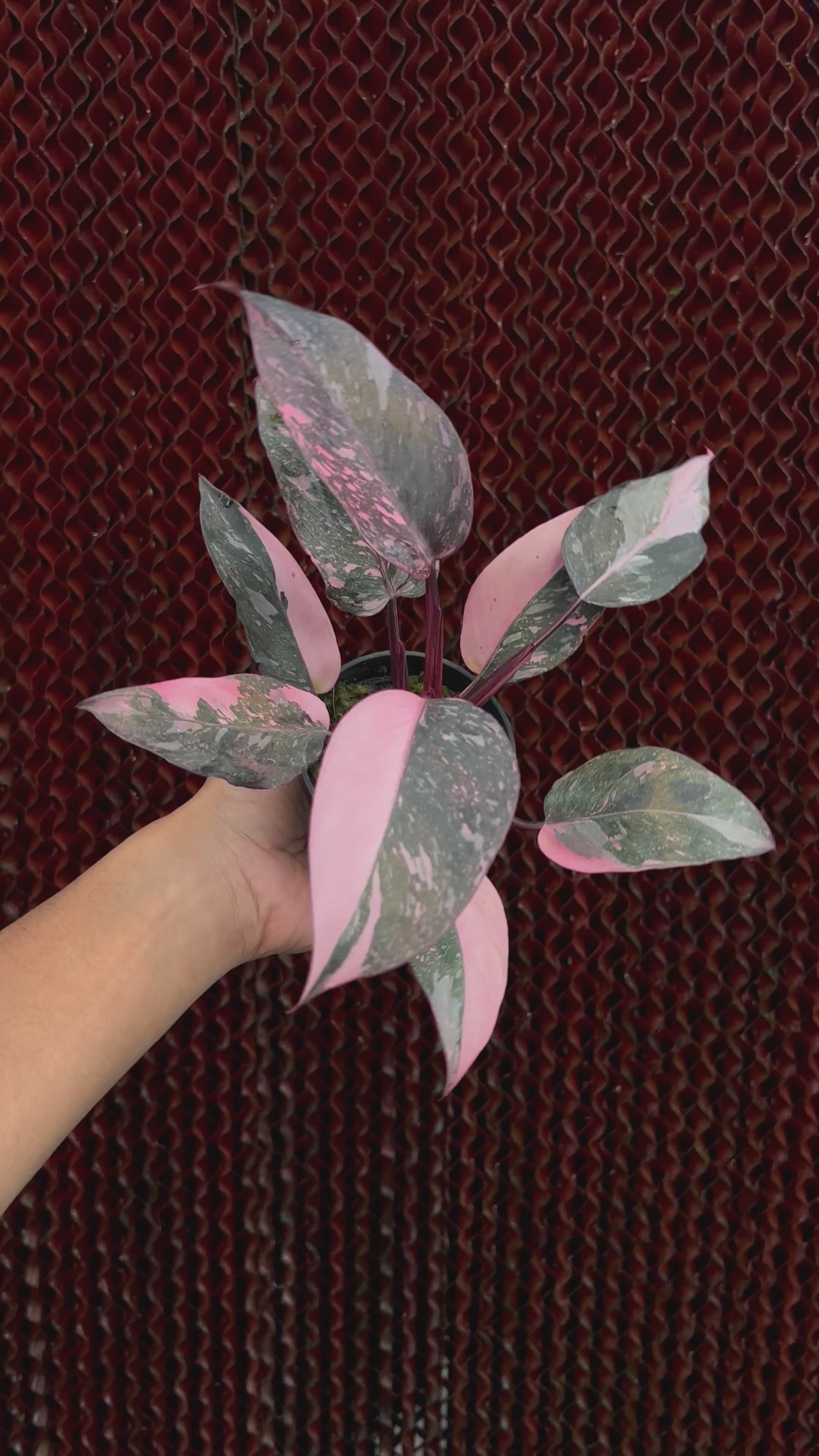Philodendron Frozen Princess Variegated