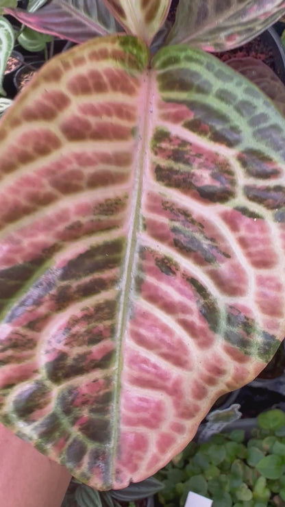 Labisia Turtle Variegated
