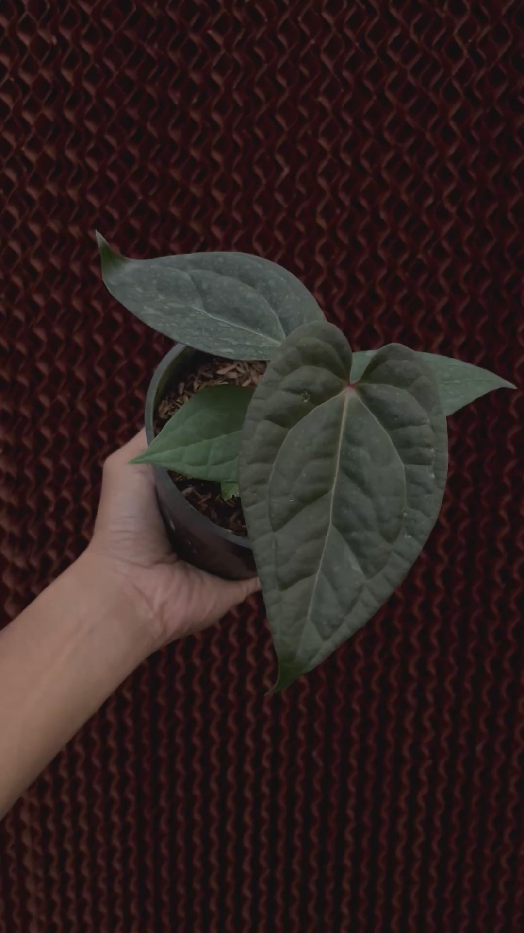 Anthurium Night Queen x Zara Michelle