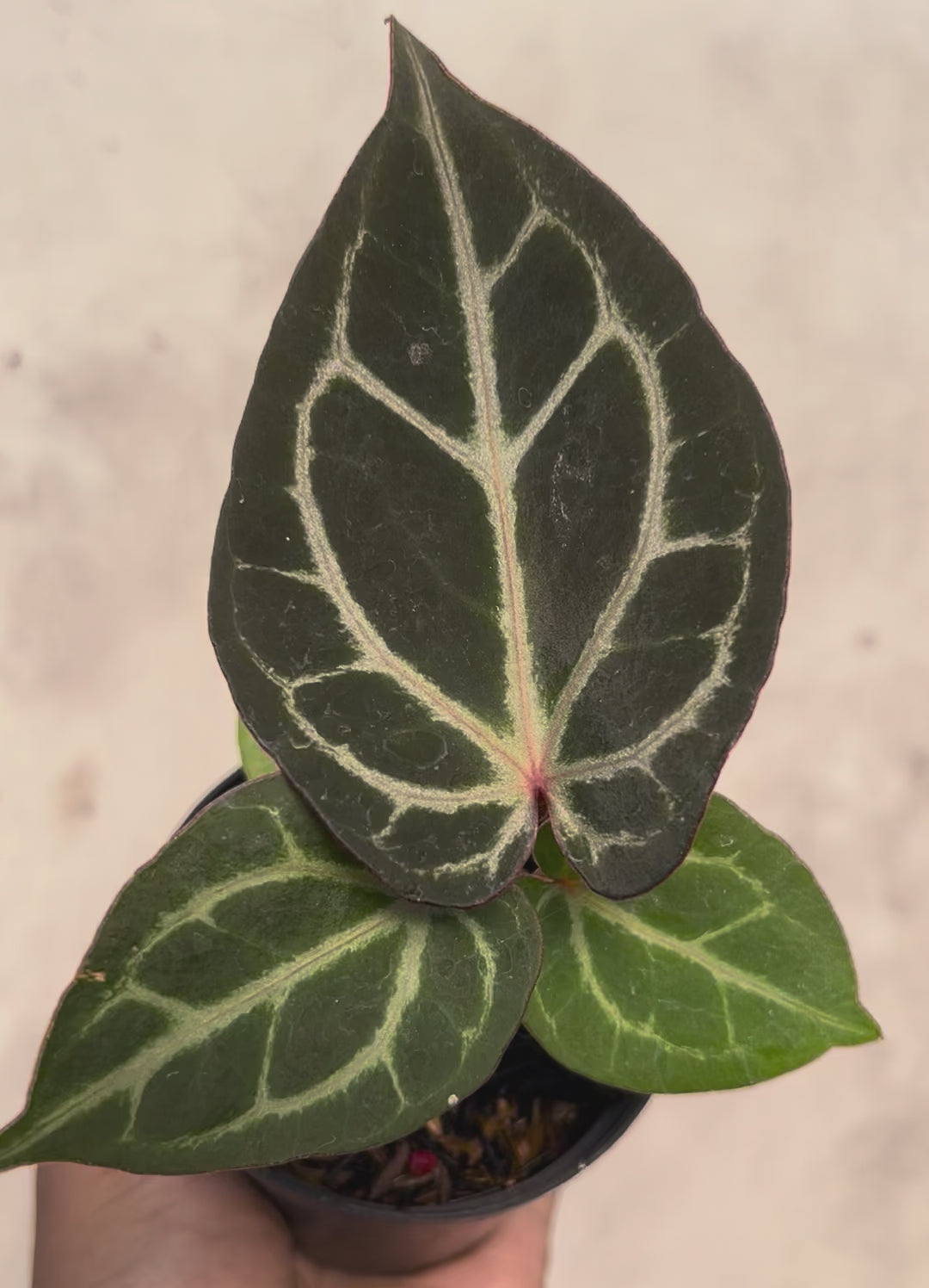 Anthurium Tortoise King