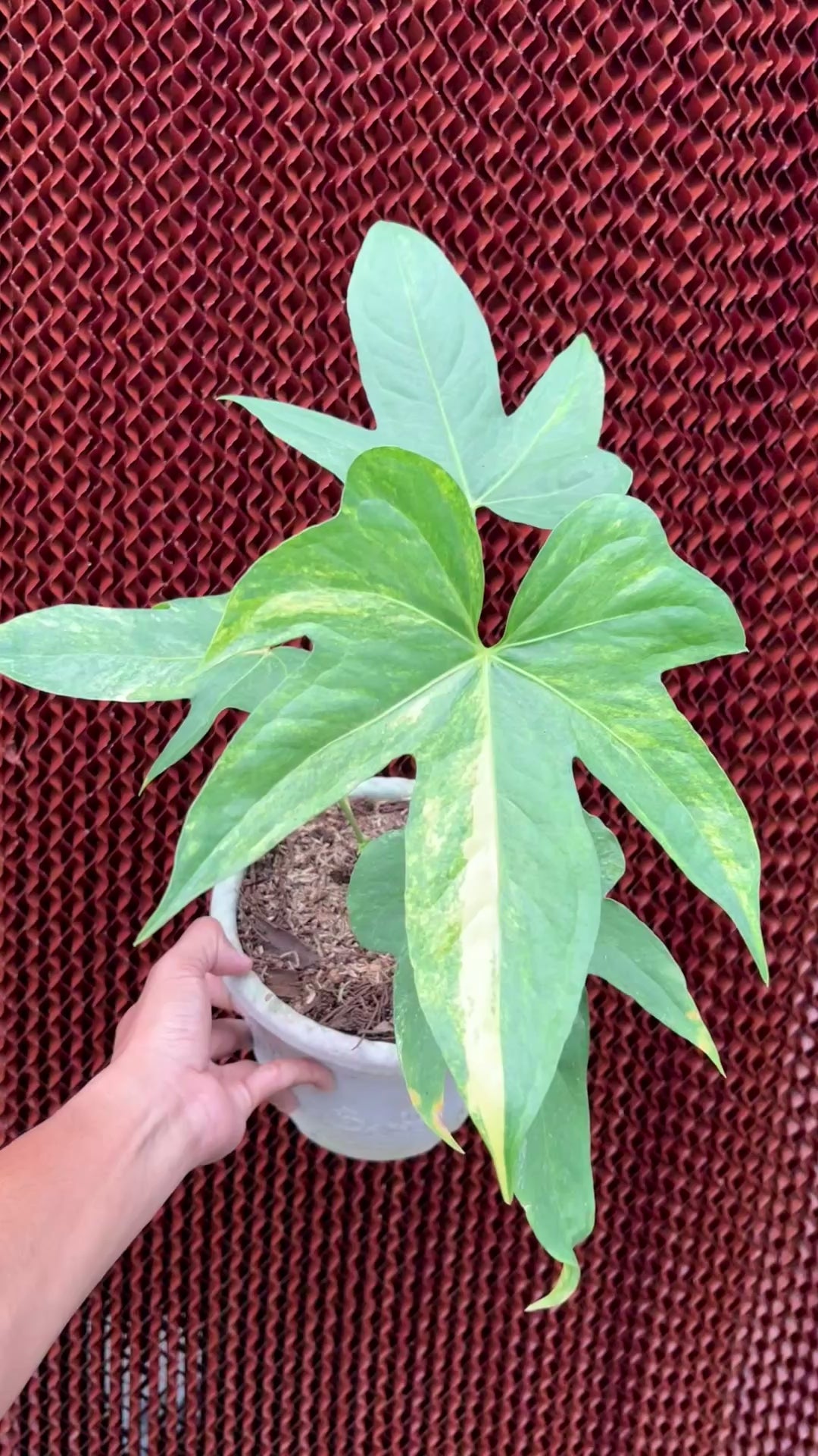 Anthurium Pedatoradiatum Auera Variegated