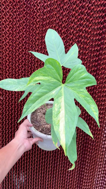 Anthurium Pedatoradiatum Auera Variegated