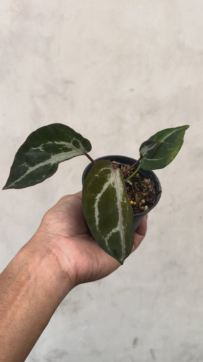 Anthurium Venom