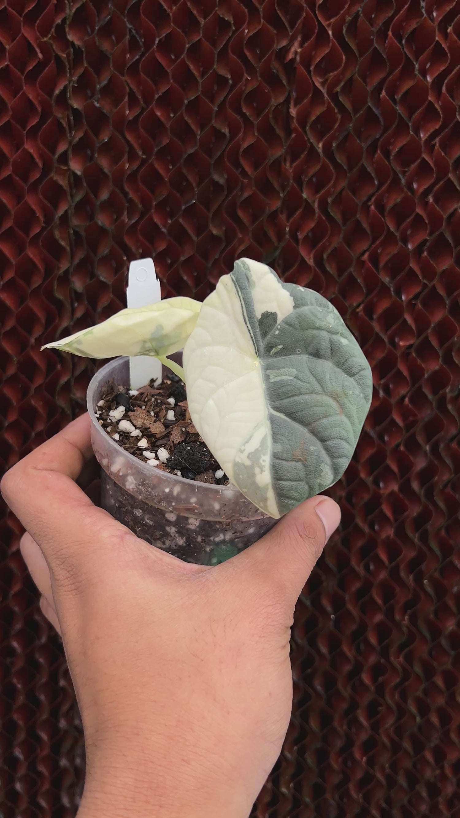 Alocasia Maharani Variegated