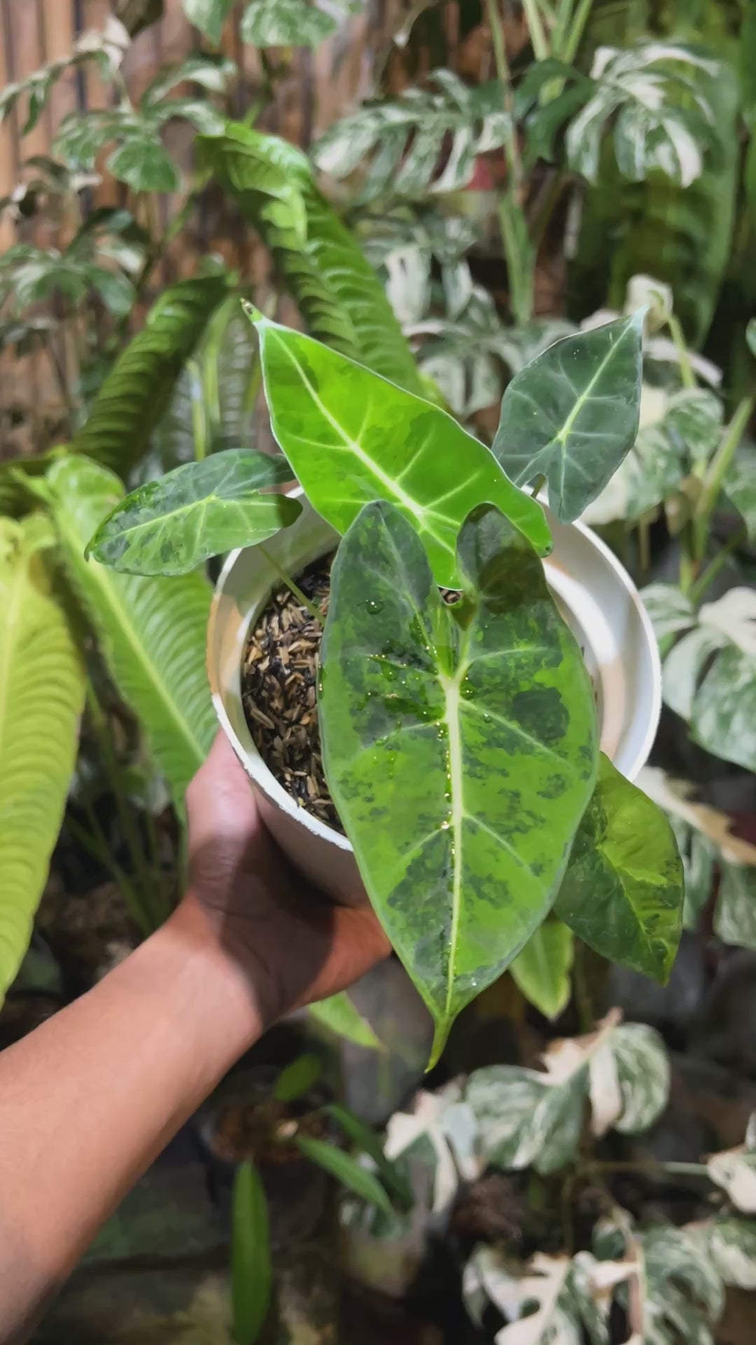 Alocasia Frydek Yellow Variegated