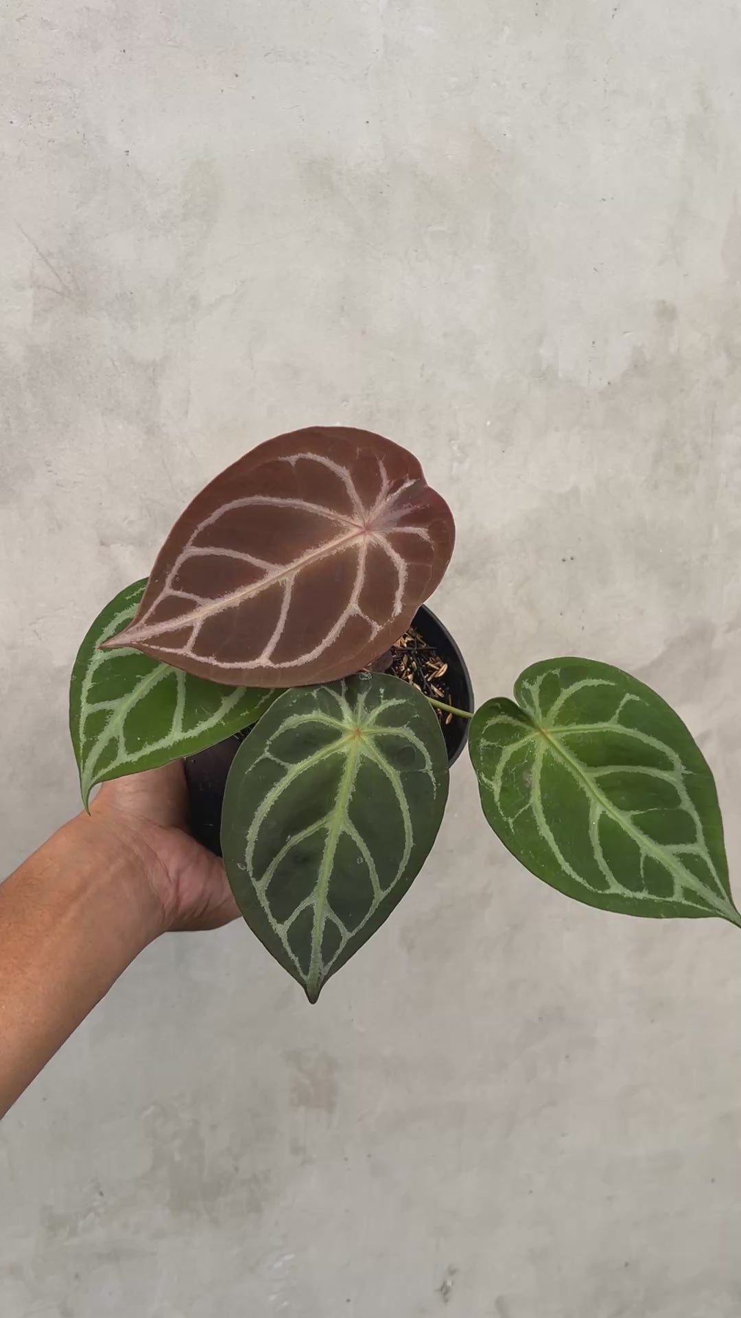 Anthurium Forgetii Silver