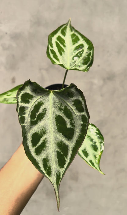Anthurium Muchlis x RC NSE