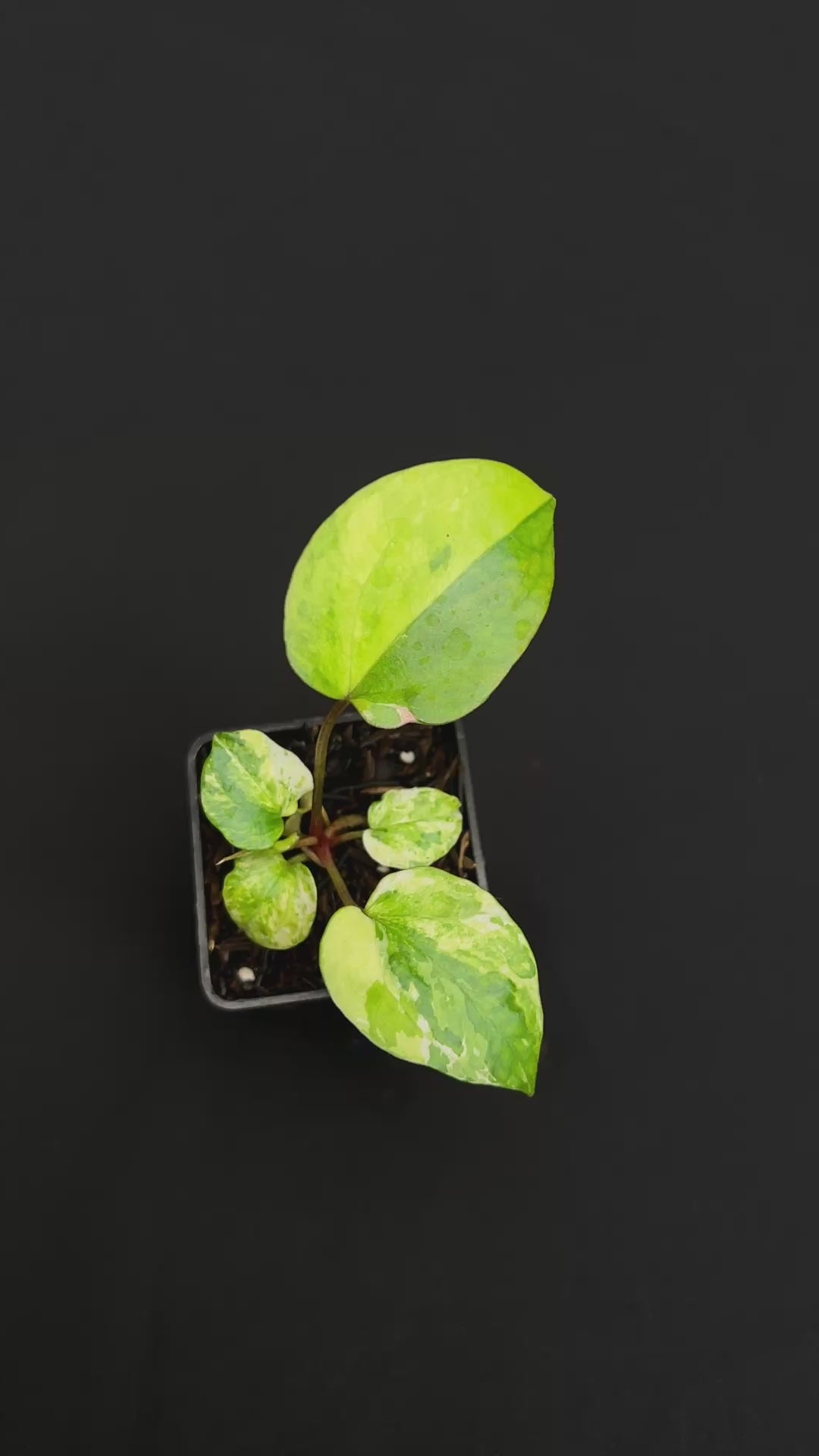 Anthurium Night Queen x Zara Michelle