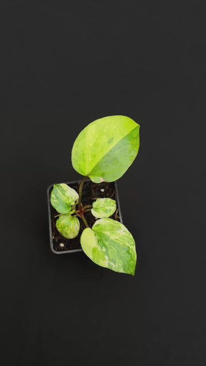 Anthurium Night Queen x Zara Michelle
