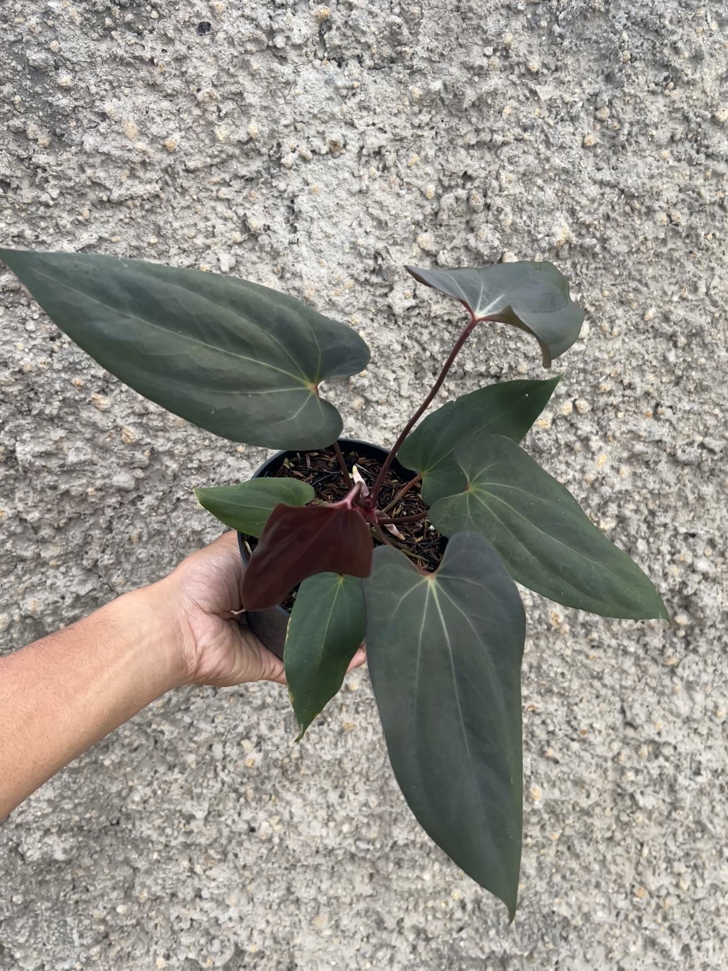 Anthurium Blood Of Blue (Medium Size)
