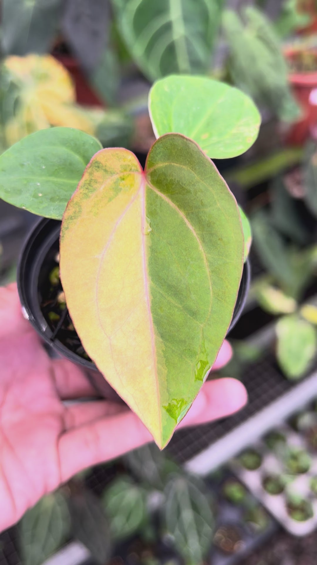 Anthurium Papillilaminum Pink x Red Legacy