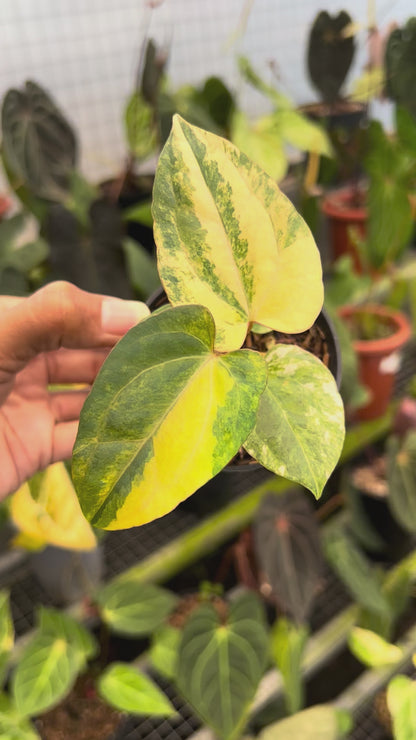 Anthurium Black Venom x Twilight Armor