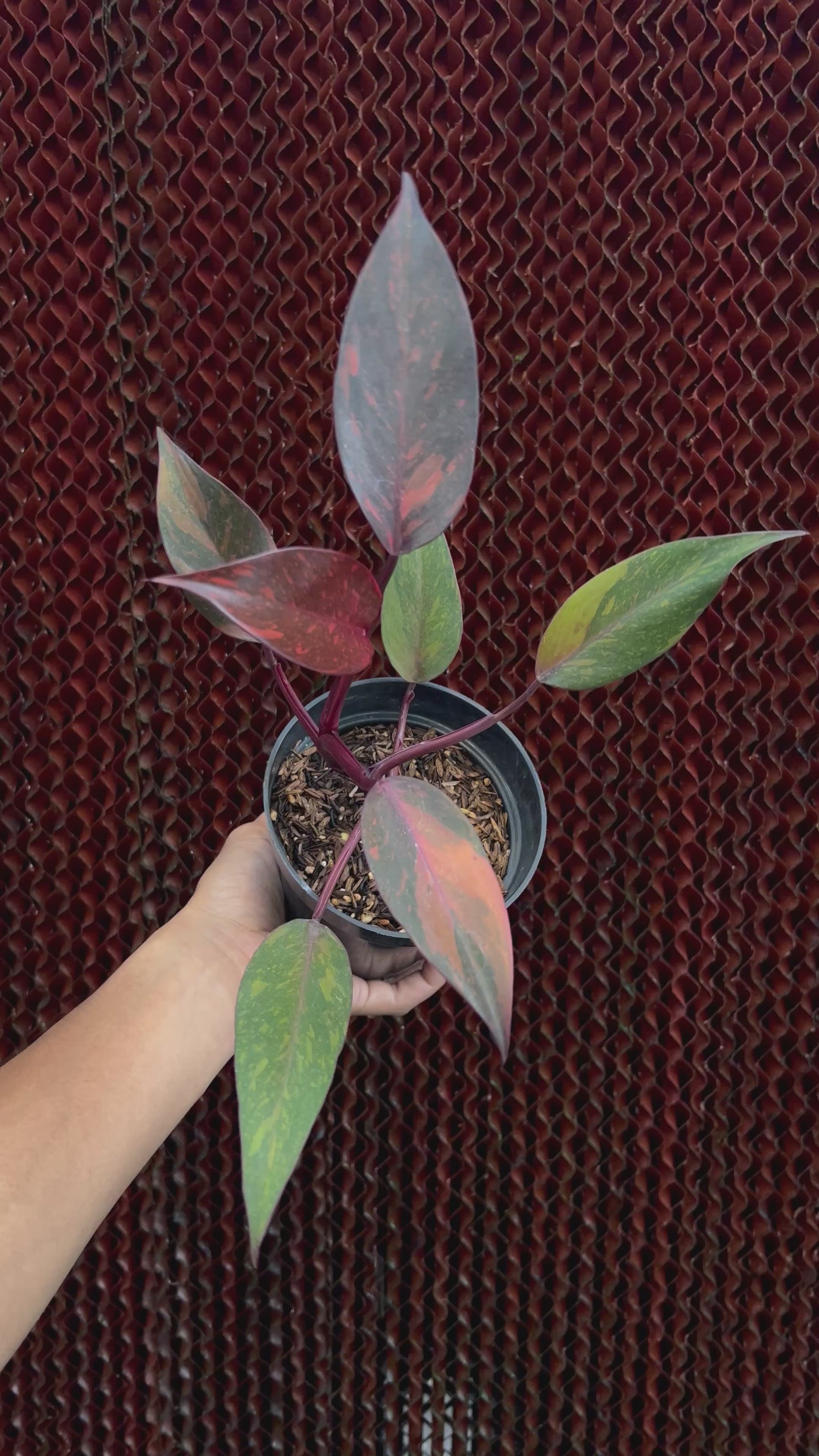 philodendron Orange Princess Variegated