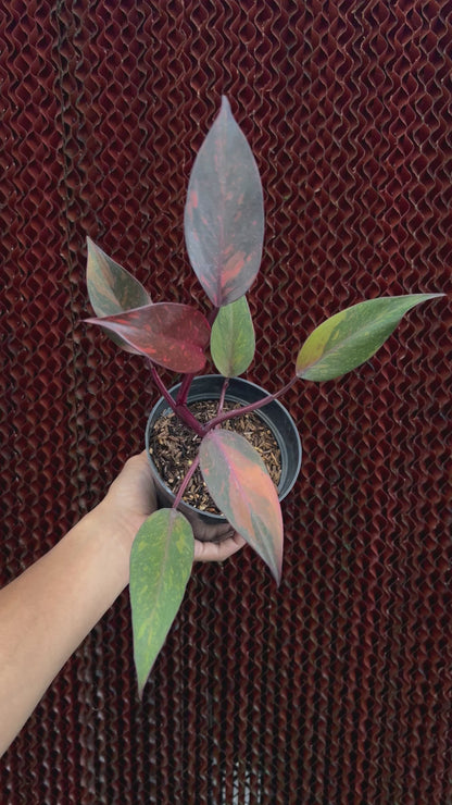 philodendron Orange Princess Variegated