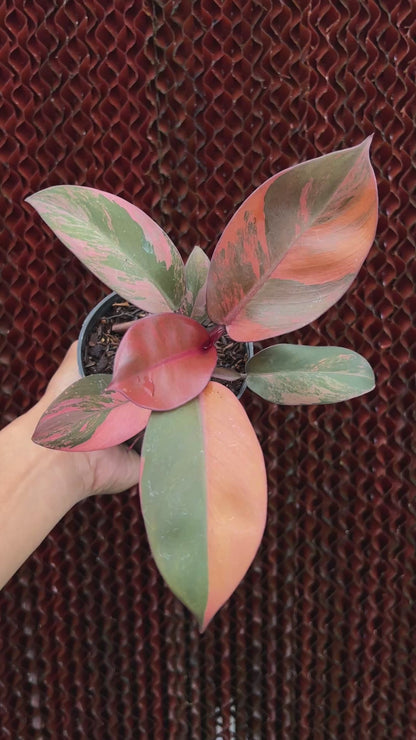 Philodendron Black Cardinal Variegated