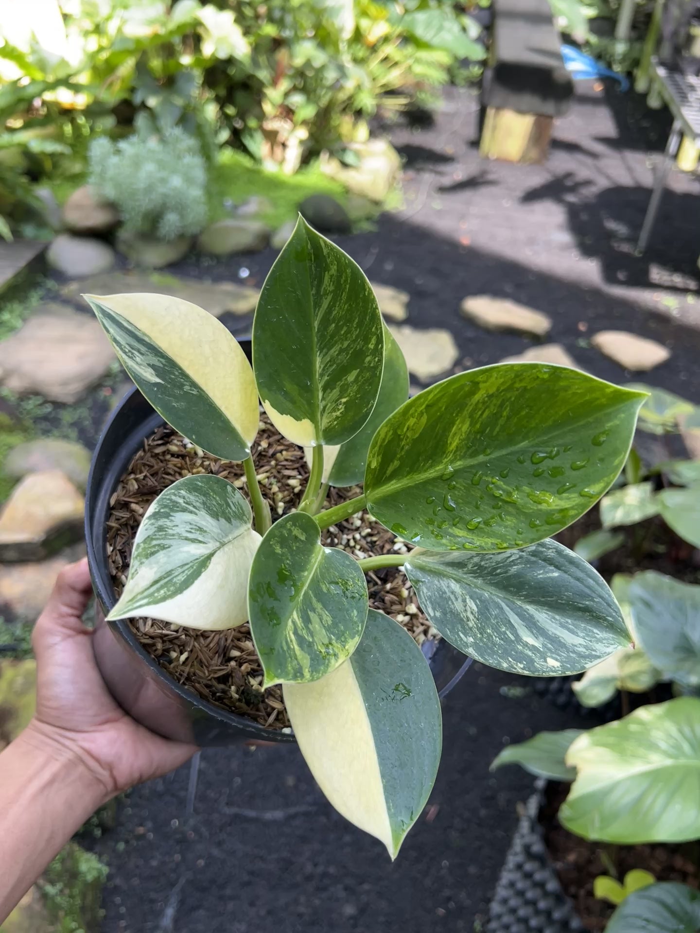 Philodendron White Princess Galaxy Variegated