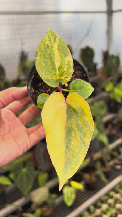 Anthurium (BVIT x ZM) x Dressleri