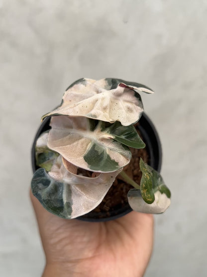 Alocasia Balloon Heart Pink Variegated