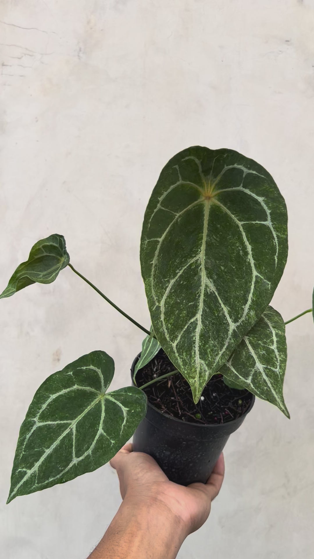 Anthurium Red Spider Platinum Variegated