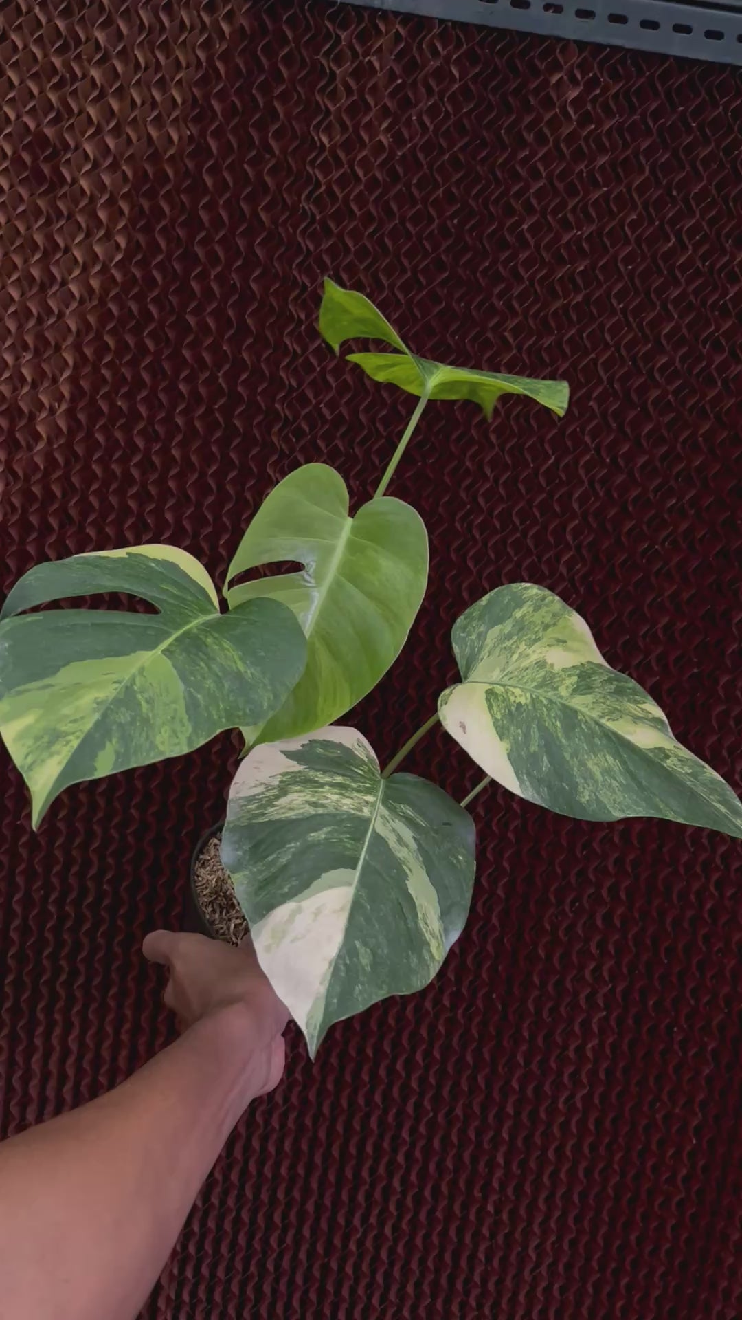 Monstera Yellow Variegated (Marmorata)