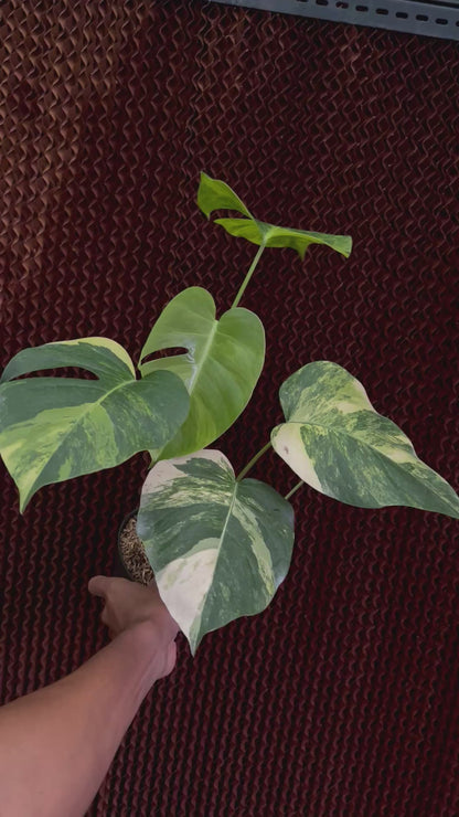 Monstera Yellow Variegated (Marmorata)