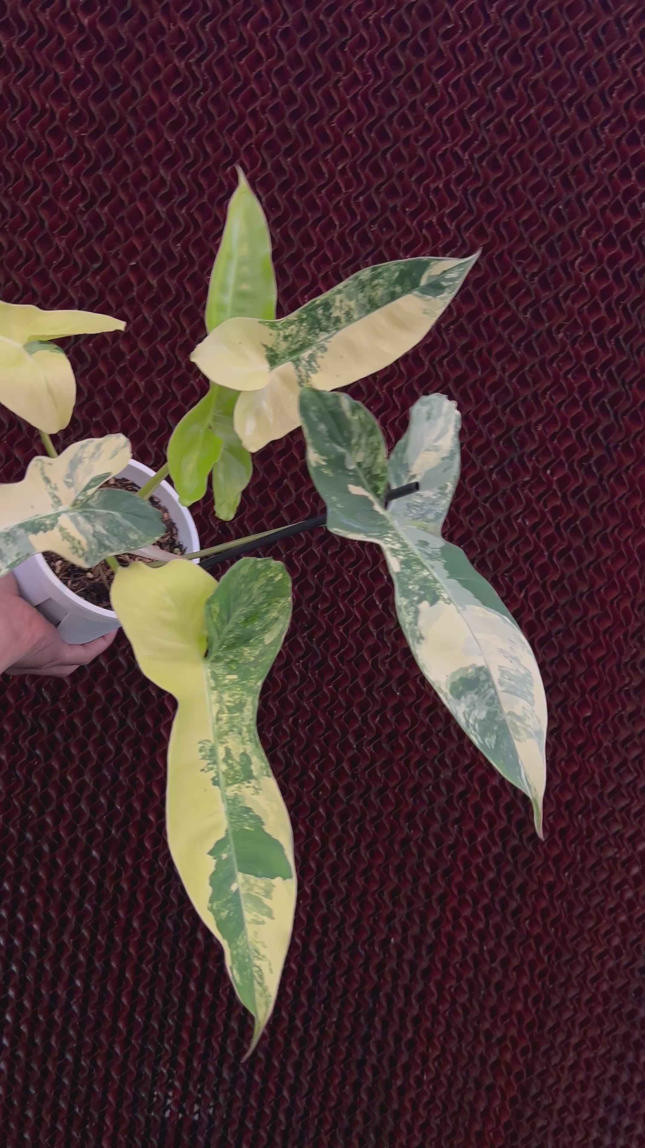 Philodendron Jennifer Variegated