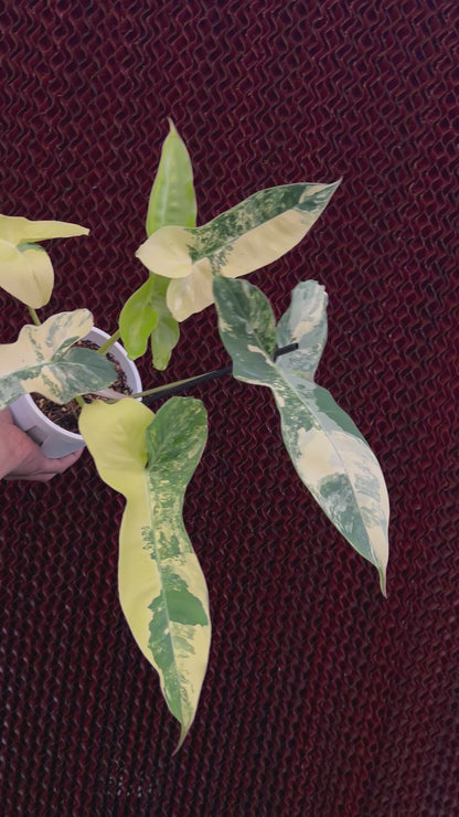 Philodendron Jennifer Variegated