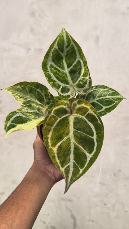 Anthurium Red Space