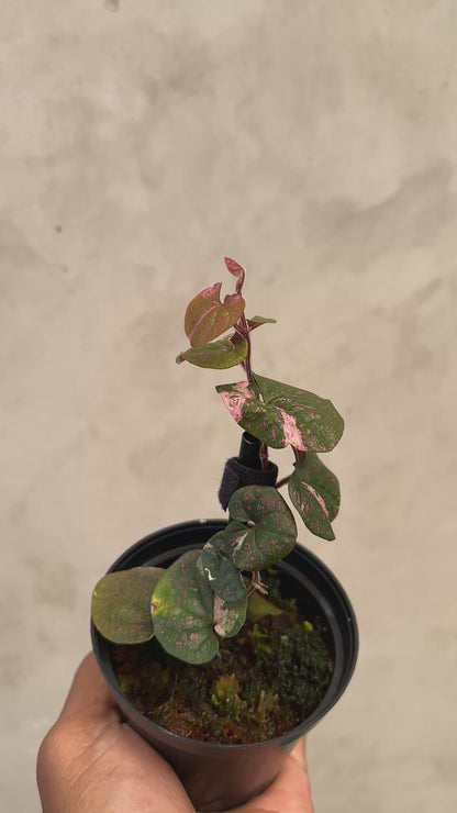 Piper Sp Papua Pink Variegated