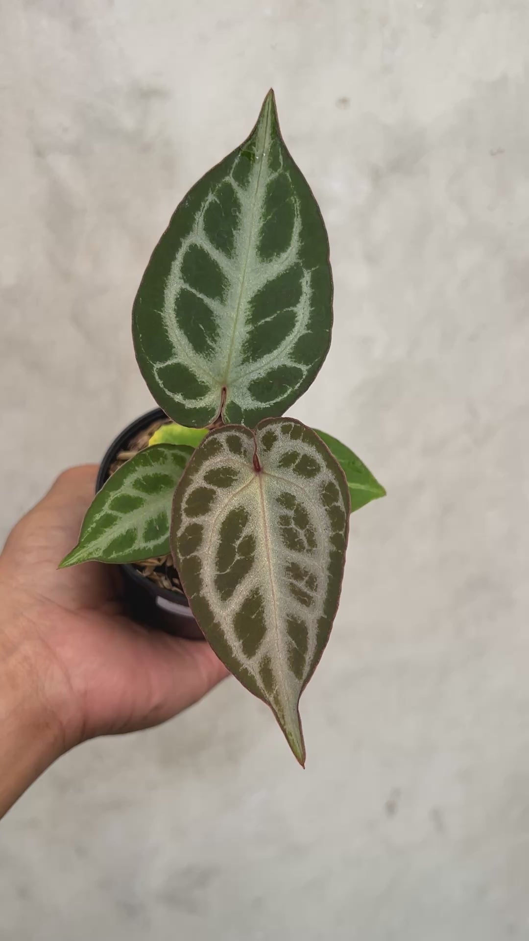Anthurium Pink Lemonade x Silver Regar
