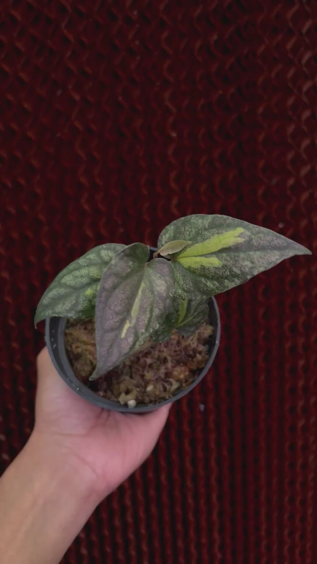 Piper Sylvaticum Variegated
