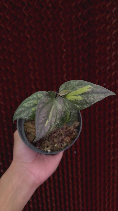 Piper Sylvaticum Variegated