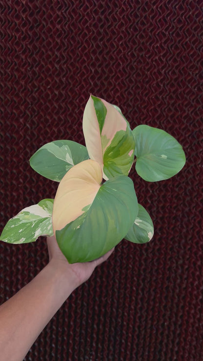 Homalomena Rubescen Peach Mint Variegated