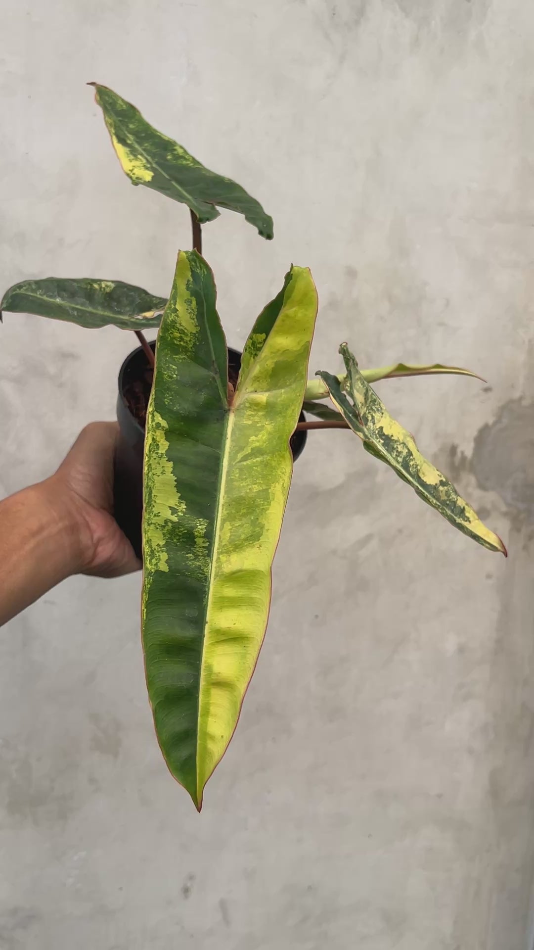 Philodendron Billietiae Variegated