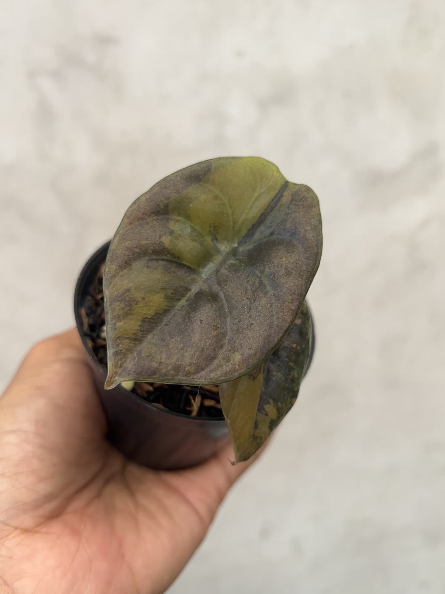 Alocasia Cuprea Latte Variegated