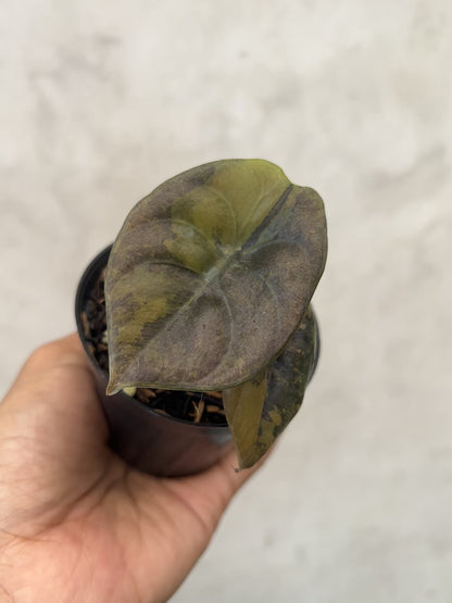 Alocasia Cuprea Latte Variegated