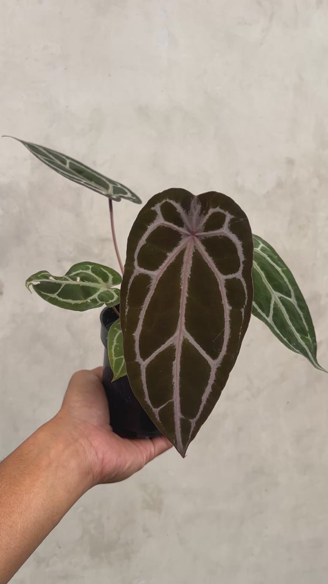 Anthurium Black Velvet Indo type x Zara Michelle Selected