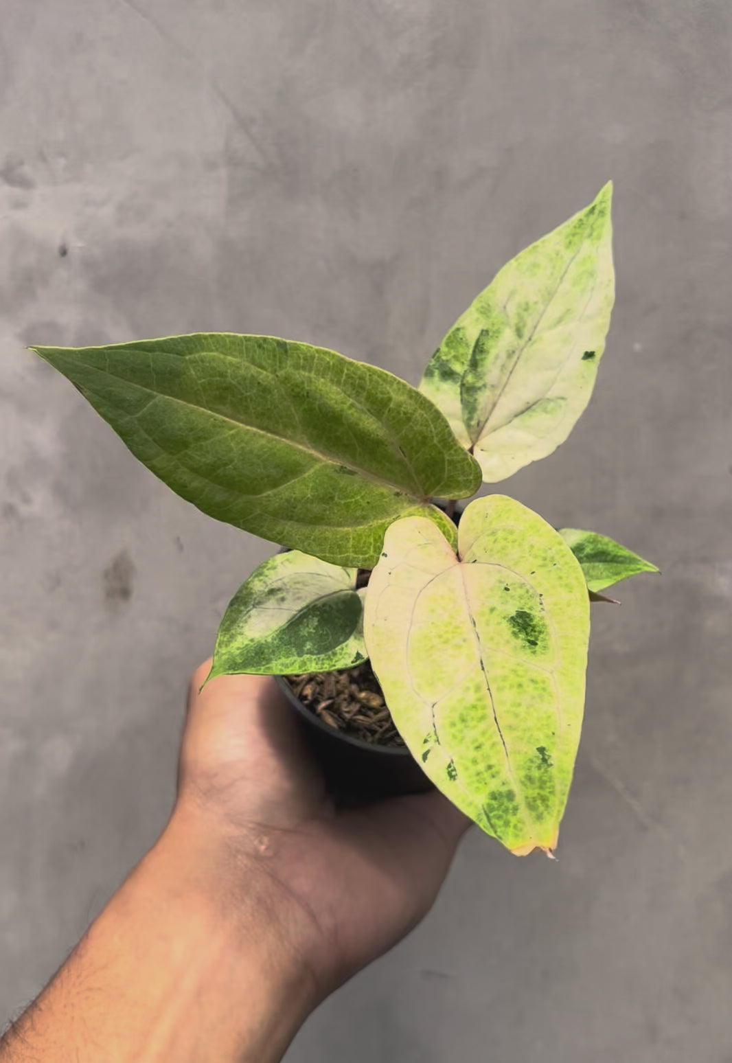 Anthurium RVDP Mint Variegated