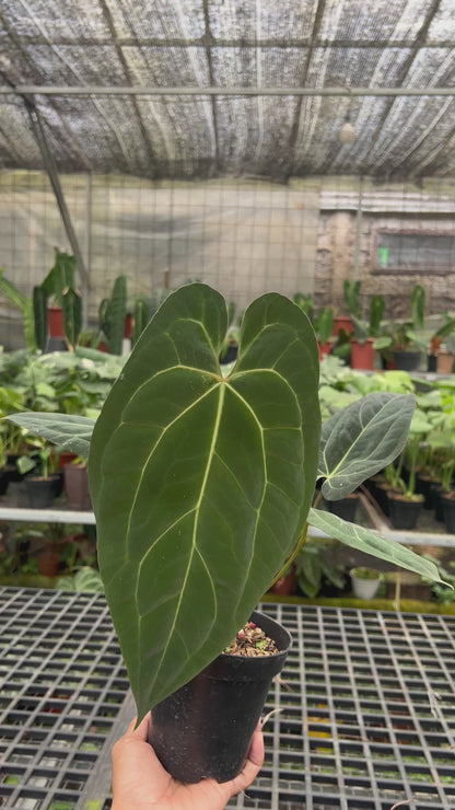 Anthurium Papilillaminum hybrid
